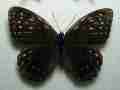Penthema formosanum (black form abberation) (Internet Image property of respective owner, non-commercial use only)
